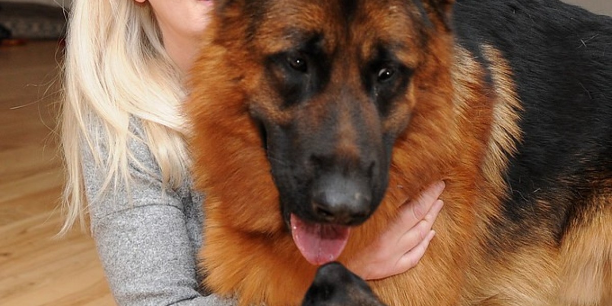 Schäferhund Welpen in Österreich kaufen: Ein umfassender Leitfaden